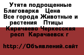 Утята подрощенные Благоварка › Цена ­ 100 - Все города Животные и растения » Птицы   . Карачаево-Черкесская респ.,Карачаевск г.